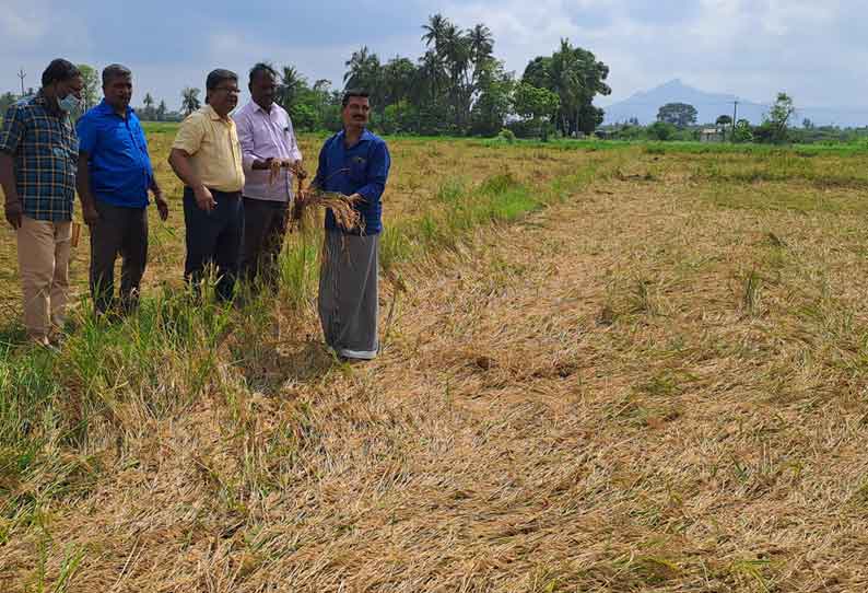 கலசபாக்கம் அருகே மழையால் சேதமடைந்த நெற் பயிர்களை  அதிகாரிகள் ஆய்வு