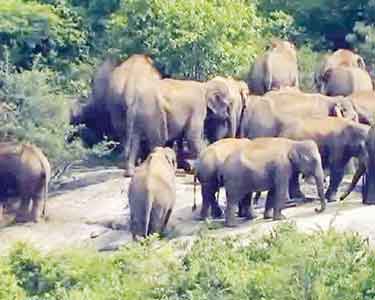 ஜவளகிரி காப்புக்காட்டில் சுற்றித்திரியும் யானைகளை விரட்டும் பணி தீவிரம்