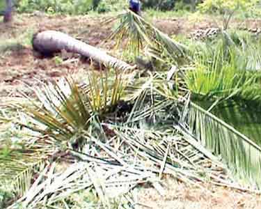 புளியரை மலை அடிவாரத்தில் வாழை, தென்னைகளை பிடுங்கி வீசி காட்டு யானைகள் அட்டகாசம்