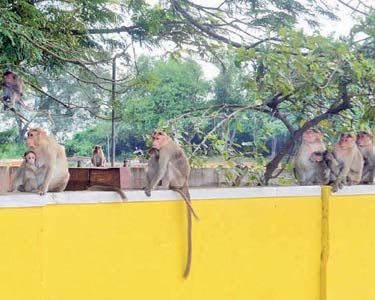 திருப்பத்தூர் பகுதியில் குரங்குகள் அட்டகாசம்