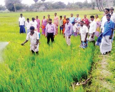 தண்ணீர் இல்லாமல் கருகும் பயிர்களை காப்பது குறித்து விவசாயிகளுக்கு, வேளாண்மை அதிகாரி செயல்விளக்கம்