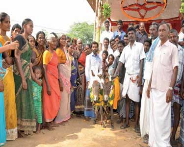 மழைபெய்ய வேண்டி கழுதைகளுக்கு திருமணம் செய்து வைத்த கிராம மக்கள்  மூலைக்கரைப்பட்டி அருகே நடந்தது