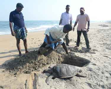 முட்டையிட்டு இனப்பெருக்கம் செய்ய கடல் ஆமைகள் கடற்கரைக்கு வரத் தொடங்கின