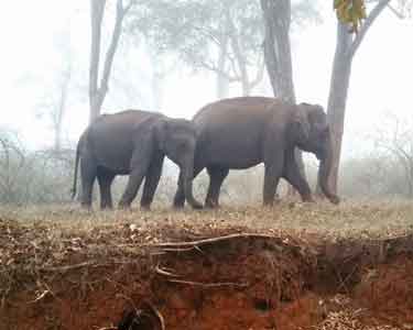 முதுமலையில் பனி மூட்டம்: சாலையோரங்களில் சுற்றித்திரியும் வனவிலங்குகள்