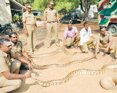 கிருஷ்ணகிரி அருகே குடியிருப்பு பகுதிகளுக்குள் புகுந்த 7 மலைப்பாம்புகள் வனத்துறையினர் பிடித்தனர்