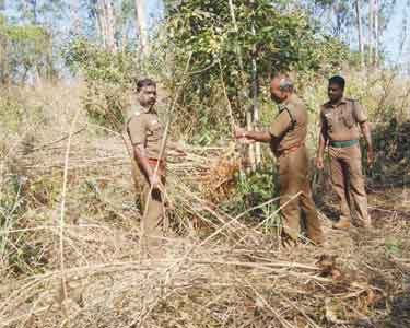 பிதிர்காடு பகுதியில் வனவிலங்குகளுக்கு பாதிப்பை ஏற்படுத்தும் உண்ணிச்செடிகளை அகற்றும் பணி மும்முரம்