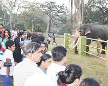 கிறிஸ்துமஸ் பண்டிகை: ஊட்டி, முதுமலையில் சுற்றுலா பயணிகள் குவிந்தனர்