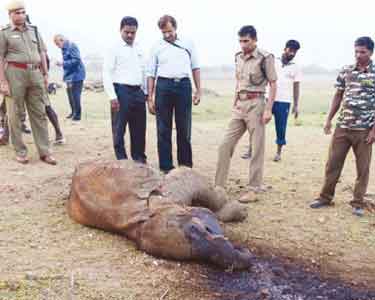 பவானிசாகர் நீர்த்தேக்கப்பகுதியில் புலி தாக்கி குட்டியானை சாவு