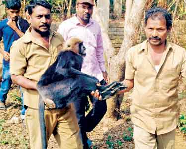 வண்டலூர் பூங்காவில் இருந்து கருங்குரங்கு குட்டியுடன் தப்பியது துப்பாக்கி மூலம் மயக்க ஊசி செலுத்தி தாய் குரங்கை பிடித்தனர்