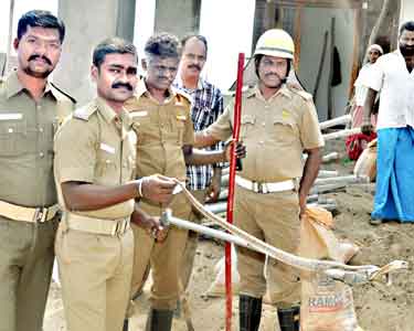 போடி அருகே ஆசிரியை வீட்டுக்குள் புகுந்த நல்லபாம்பு தீயணைப்பு படையினர் பிடித்தனர்