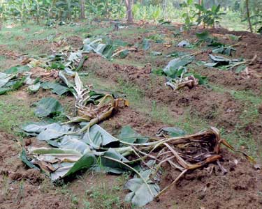 களக்காடு அருகே யானை, காட்டுப்பன்றிகள் அட்டகாசம்