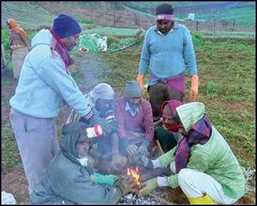 கொலக்கம்பை பகுதியில் கடும் குளிர் தீ மூட்டி குளிர் காயும் விவசாய தொழிலாளர்கள்