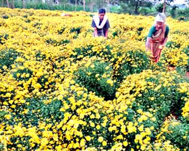 பூத்துக்குலுங்கும் செவ்வந்தி பூக்கள் போதிய விலை கிடைக்காததால் விவசாயிகள் கவலை