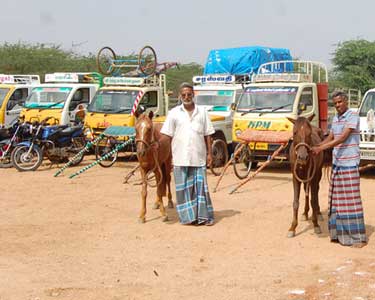 குதிரை பந்தயத்தில் ஈடுபட்ட 30 பேர் கைது குதிரைகள், வாகனங்கள்- பணம் பறிமுதல்