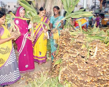 சேலத்தில் மஞ்சள் குலை, காப்புக்கட்டு பூ விற்பனைக்கு குவிப்பு