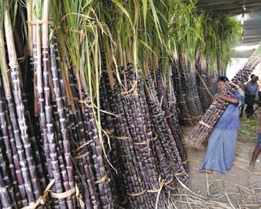 பொங்கல் பண்டிகையையொட்டி வேலூரில் கரும்பு, மஞ்சள் குலை விற்பனை