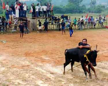 கடலூர் அருகே நாம்தமிழர் கட்சி சார்பில் தடையை மீறி ஜல்லிக்கட்டு 28 பேர் கைது;