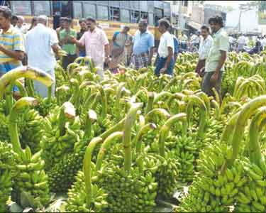 பொங்கல் பண்டிகையை முன்னிட்டு வாழைத்தார்கள் விலை உயர்வு