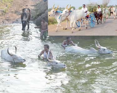 சுப்ரீம் கோர்ட்டு தடையால் படுத்து உறங்கும் மாட்டுவண்டி பந்தய மாடுகள்