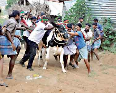 பழனி அருகே தடையை மீறி ஜல்லிக்கட்டு