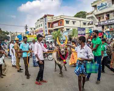 மணப்பாறையில் காளைகளுடன் கல்லூரி மாணவர்கள், அரசியல் கட்சியினர் ஊர்வலம்