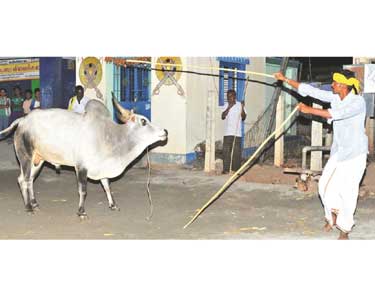 மக்களை கவரும் சலங்கை மாடு ஆட்டம்