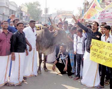 ஜல்லிக்கட்டு நடத்திட வேண்டும் என ஆரணியில் காளை மாடு உடன் ஆர்ப்பாட்டம்