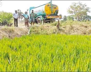 நெற்பயிர்களுக்கு டேங்கர் லாரி மூலம் தண்ணீர் பாய்ச்சும் விவசாயிகள்