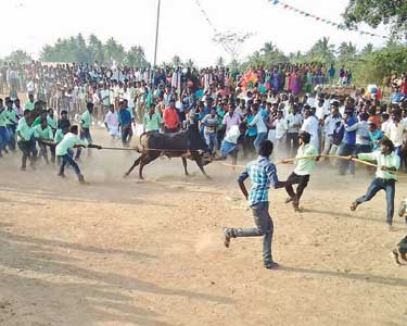 ராமாபுரம் விநாயகர் கோவில் வளாகத்தில்  தடையை மீறி எருதாட்டம்; 12 கிராம இளைஞர்கள் பங்கேற்பு