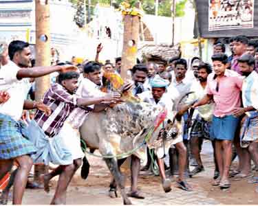 திண்டுக்கல் அருகே தடையை மீறி மஞ்சுவிரட்டு நடத்திய பொதுமக்கள்