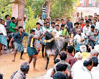 சிராவயலில் அனுமதி மறுப்பு: திருப்பத்தூர் பகுதி கிராமங்களில் தடையை மீறி மஞ்சுவிரட்டு