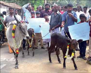 உடுமலை அருகே காளைகளை கோவில்களுக்கு அழைத்து வந்து பூஜை