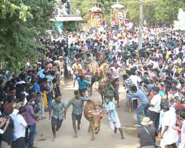 குயிலாப்பாளையத்தில் மஞ்சு விரட்டு உற்சாக கொண்டாட்டம் வெளிநாட்டினர் ஆர்வத்துடன் பார்வையிட்டனர்