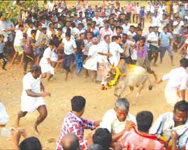 தோகைமலை அருகே தடையை மீறி ஜல்லிக்கட்டு