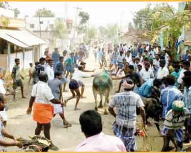 தடையை மீறி ஜல்லிக்கட்டு சீறிப்பாய்ந்த காளைகளை உற்சாகமாக அடக்கிய வீரர்கள்