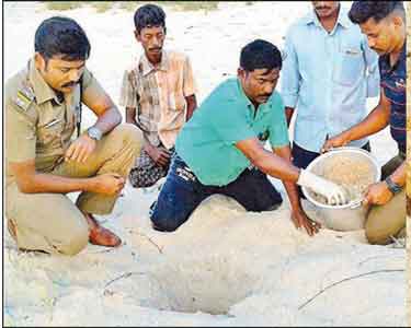 தனுஷ்கோடி கடற்கரையில் 145 முட்டைகள் இட்ட ஆமை வனத்துறையினர் மீட்டனர்