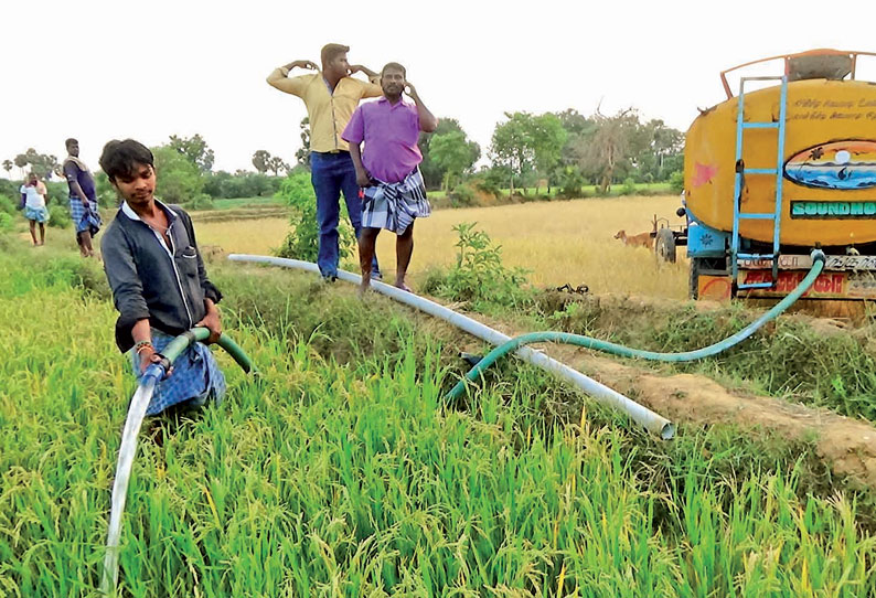 கூடுதல் விலை கொடுத்து லாரிகள் மூலம் நெற்பயிர்களுக்கு தண்ணீர் பாய்ச்சும் விவசாயிகள்