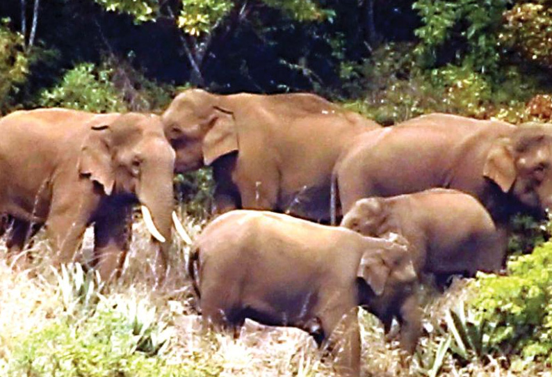 Entered the garden Banana trees damaged Wild Elephants | கூடலூர் அருகே  தோட்டத்துக்குள் புகுந்து வாழை மரங்களை சேதப்படுத்தி காட்டு யானைகள் அட்டகாசம்