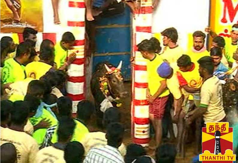 உலகப்புகழ் பெற்ற அலங்காநல்லூர் ஜல்லிக்கட்டு போட்டி துவங்கியது உலகப்புகழ் பெற்ற அலங்காநல்லூர் ஜல்லிக்கட்டு போட்டி துவங்கியது