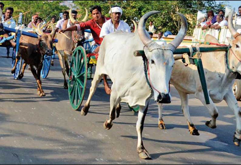 எம்.ஜி.ஆர். நூற்றாண்டு விழாவையொட்டி  கல்லலில் மாட்டு வண்டி பந்தயம்