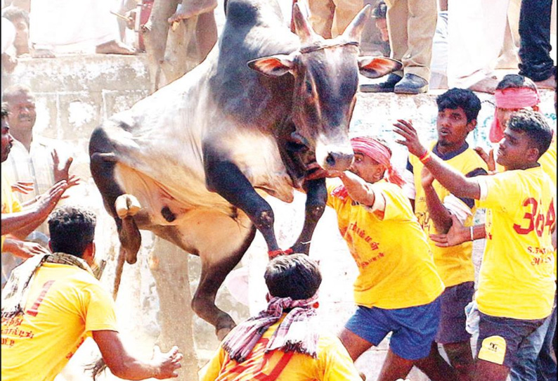 திருநல்லூர் ஜல்லிக்கட்டில் சீறிப்பாய்ந்த காளைகள் வேடிக்கை பார்த்த வாலிபர் பலி; 89 பேர் காயம்