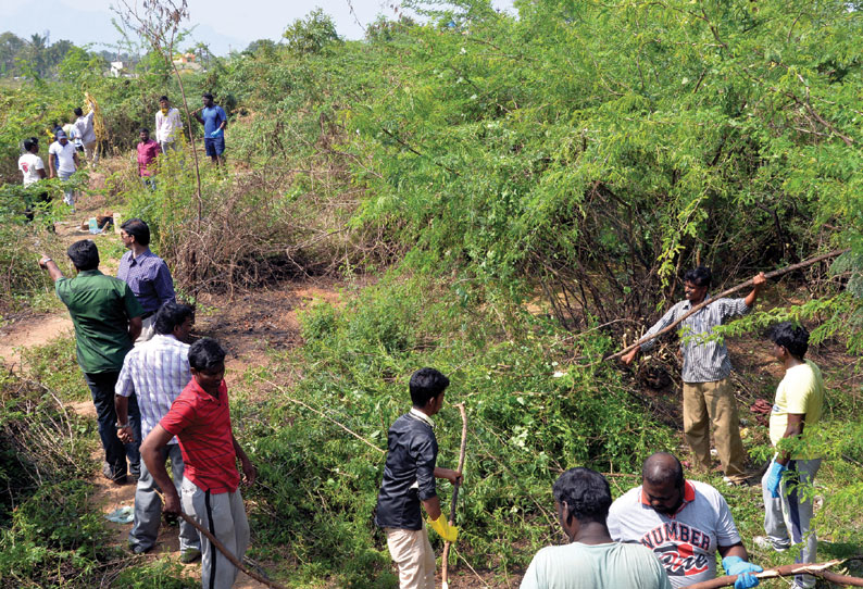 பலவன்சாத்து ஏரியில் சீமைகருவேல மரங்களை அகற்றிய இளைஞர்கள்