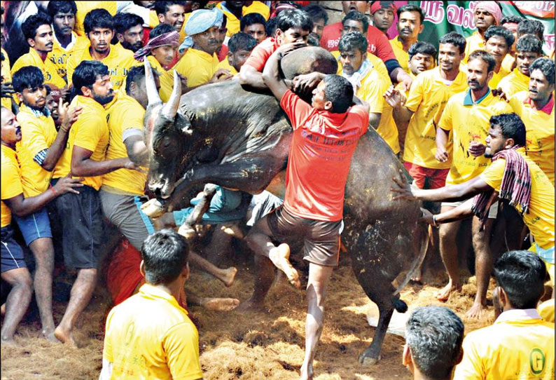 பல்லவராயன்பட்டியில் ஜல்லிக்கட்டு: சீறிப்பாய்ந்த காளைகள், சிதறிய வீரர்கள்