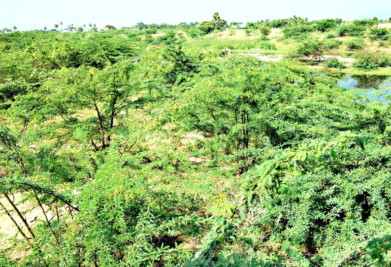 சீமைக்கருவேல மரங்களை அகற்றும் பணியில் சிக்கல்கள் சிறப்பு நடவடிக்கை எடுக்கப்படுமா?