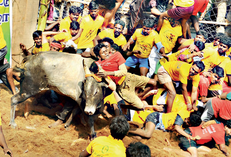 மறவபட்டி ஜல்லிக்கட்டில் சீறிப்பாய்ந்த முரட்டுக்காளைகள் 30 பேர் காயம்