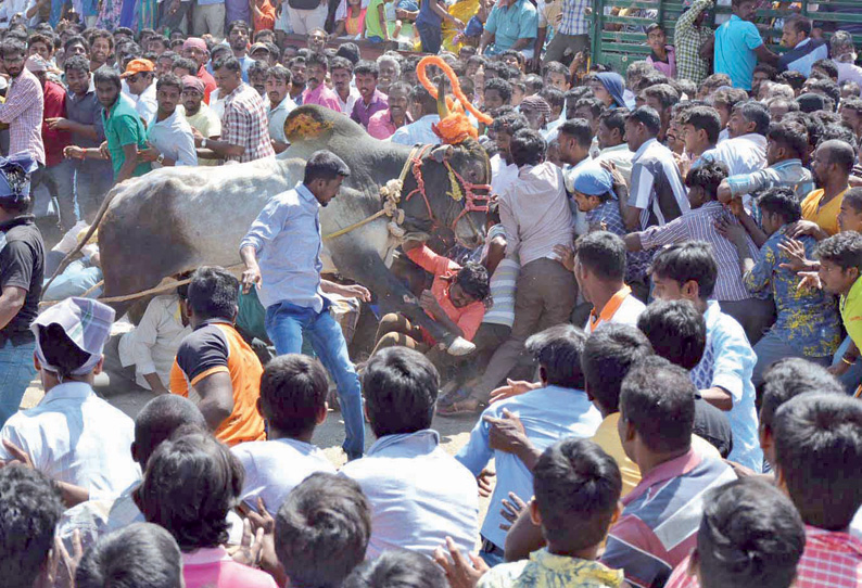 பர்கூரில் 10 ஆண்டுகளுக்கு பிறகு நடந்த பிரமாண்ட எருது விடும் திருவிழா