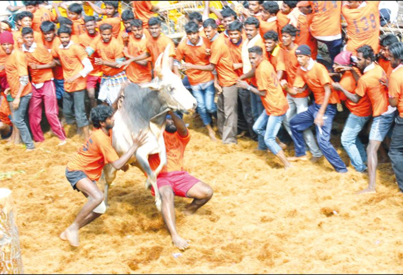 சீறிப்பாய்ந்த காளைகளை அடக்கிய 21 வீரர்கள் காயம் பல்வேறு பரிசு பொருட்கள் வழங்கப்பட்டன