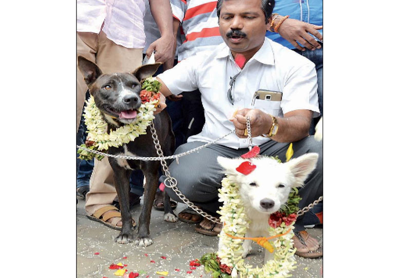 காதலர் தினத்துக்கு எதிர்ப்பு நாய்களுக்கு திருமணம் செய்து வைத்து நூதன போராட்டம்