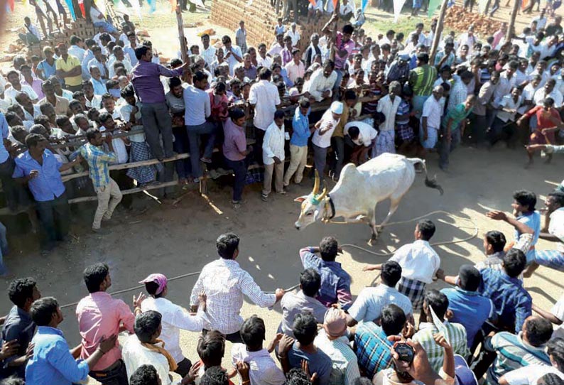 திருப்பத்தூர் அருகே எருது விடும் விழா மாடுகள் முட்டி 25 பேர் படுகாயம்