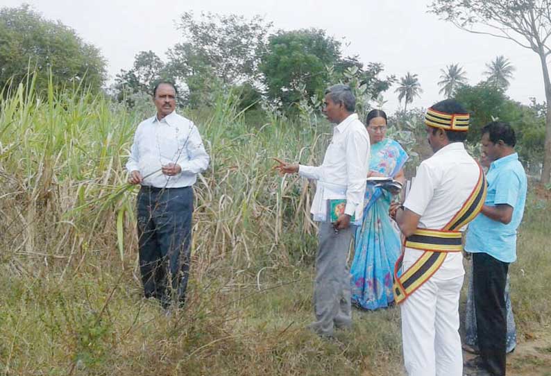 போளூர் அருகே வறட்சியால் பாதிக்கப்பட்ட நிலத்தில் மாவட்ட வருவாய் அலுவலர் ஆய்வு